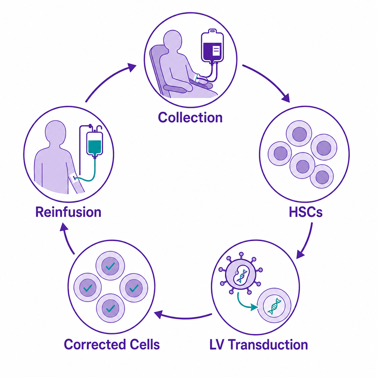 Ex-Vivo Process Diagram