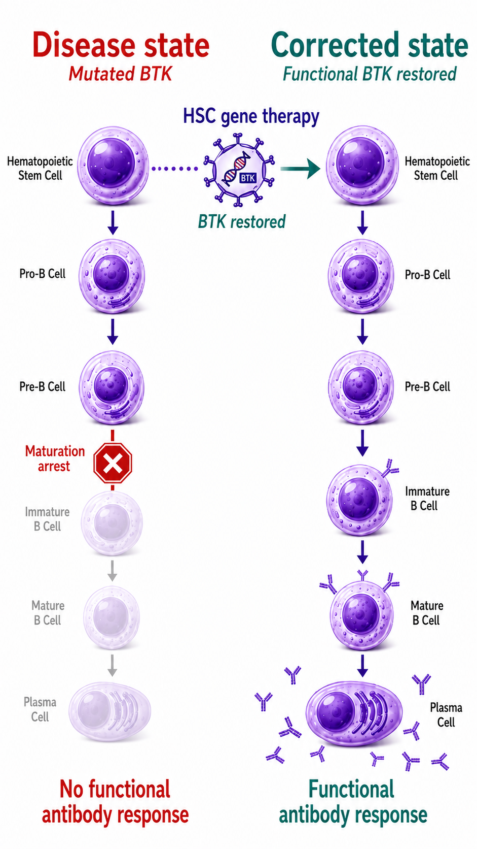 XLA Gene Therapy Vertical Process