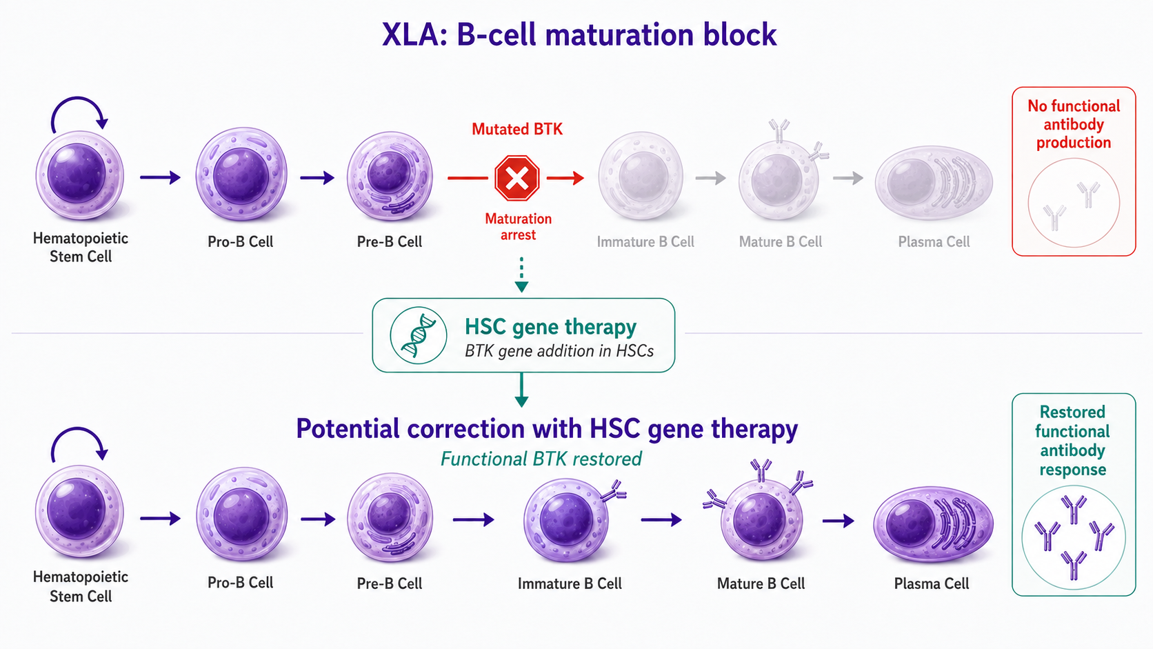 XLA Gene Therapy Process Diagram